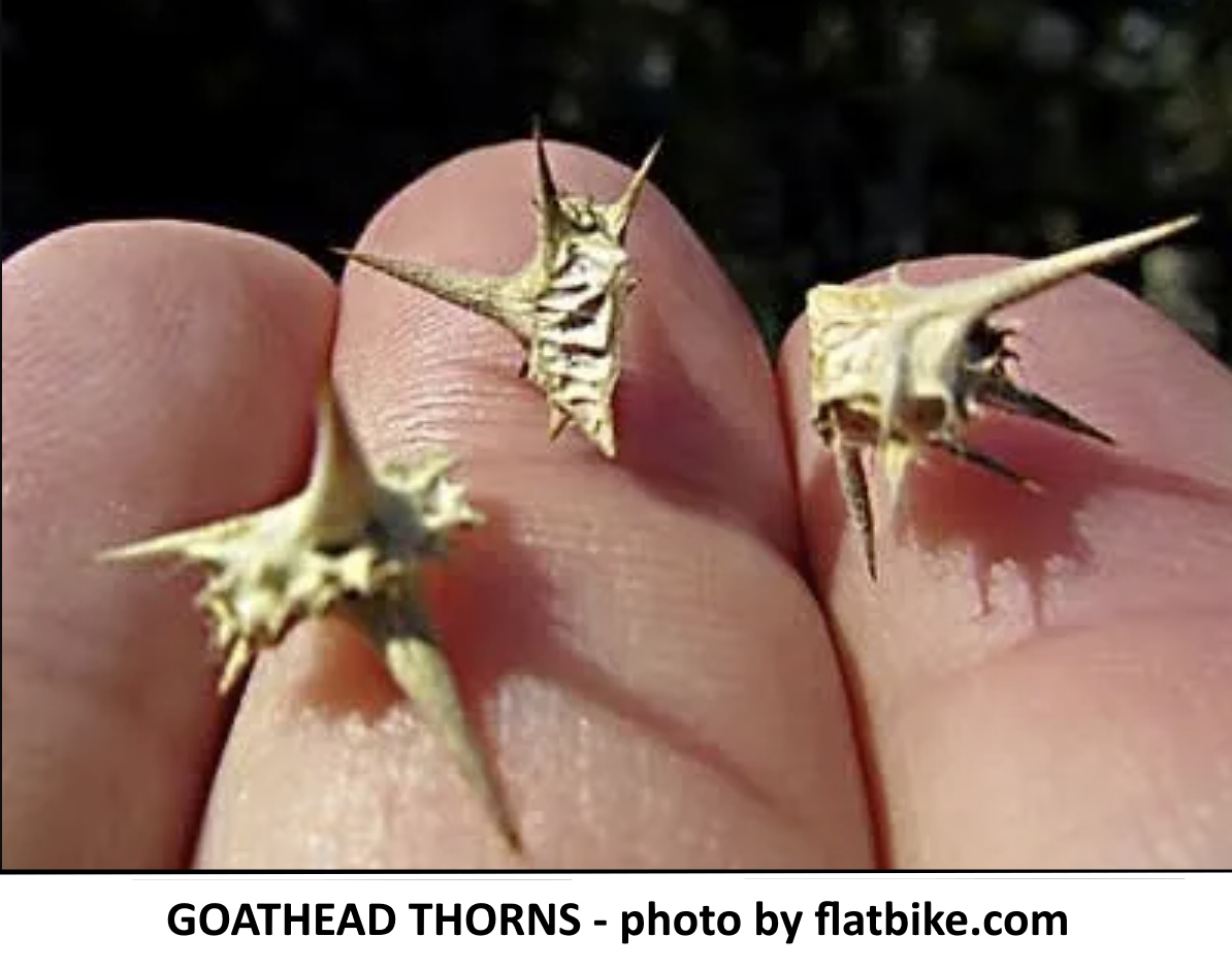 Goat head Thorns