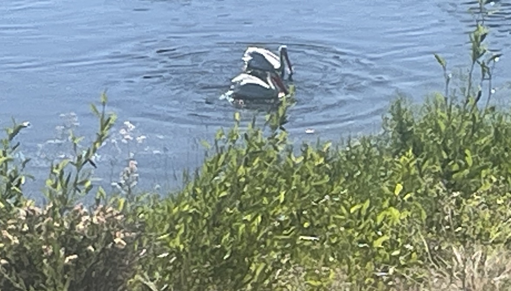 Pelican's on the Green River