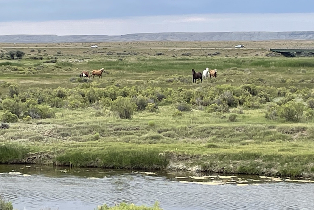 Wild Horses