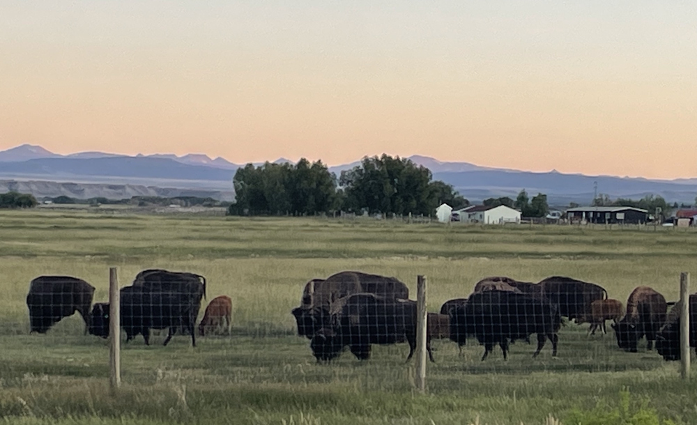Bison near Ft. Bridger, WY