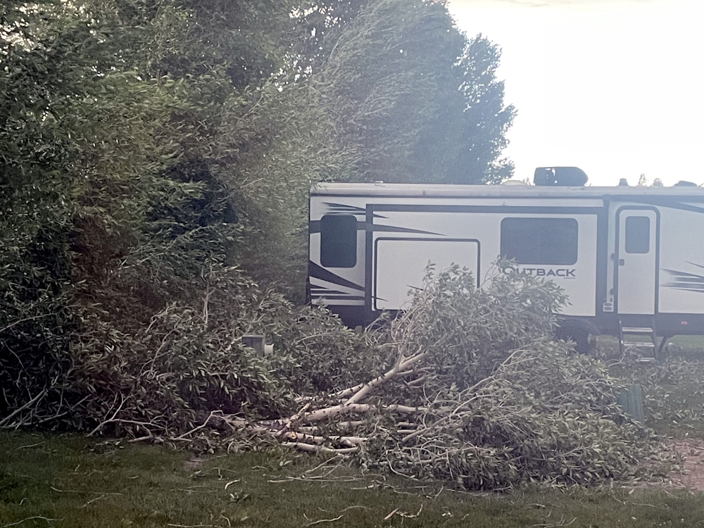 Trees downed in Storm