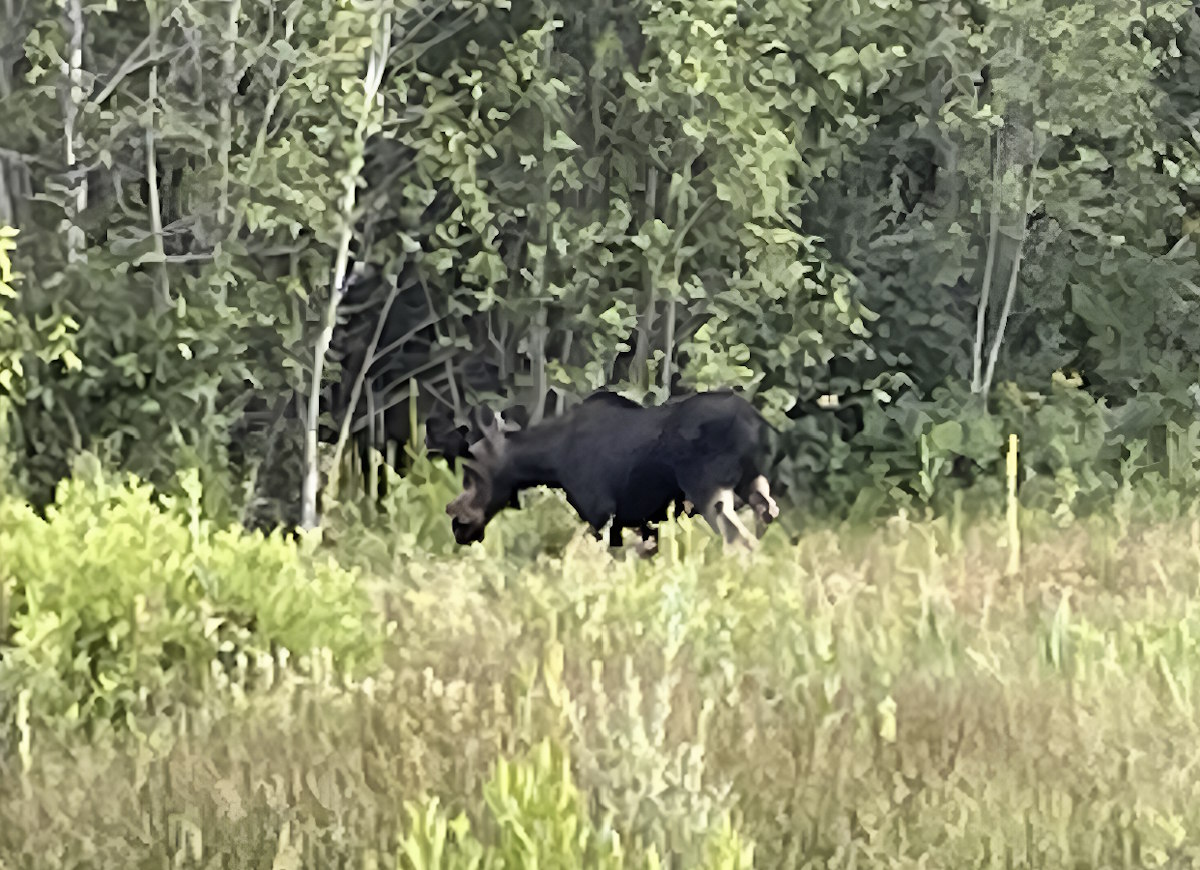 Bull Moose