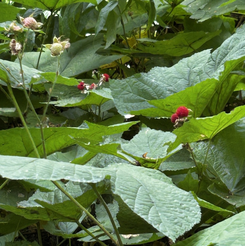 Thimbleberry