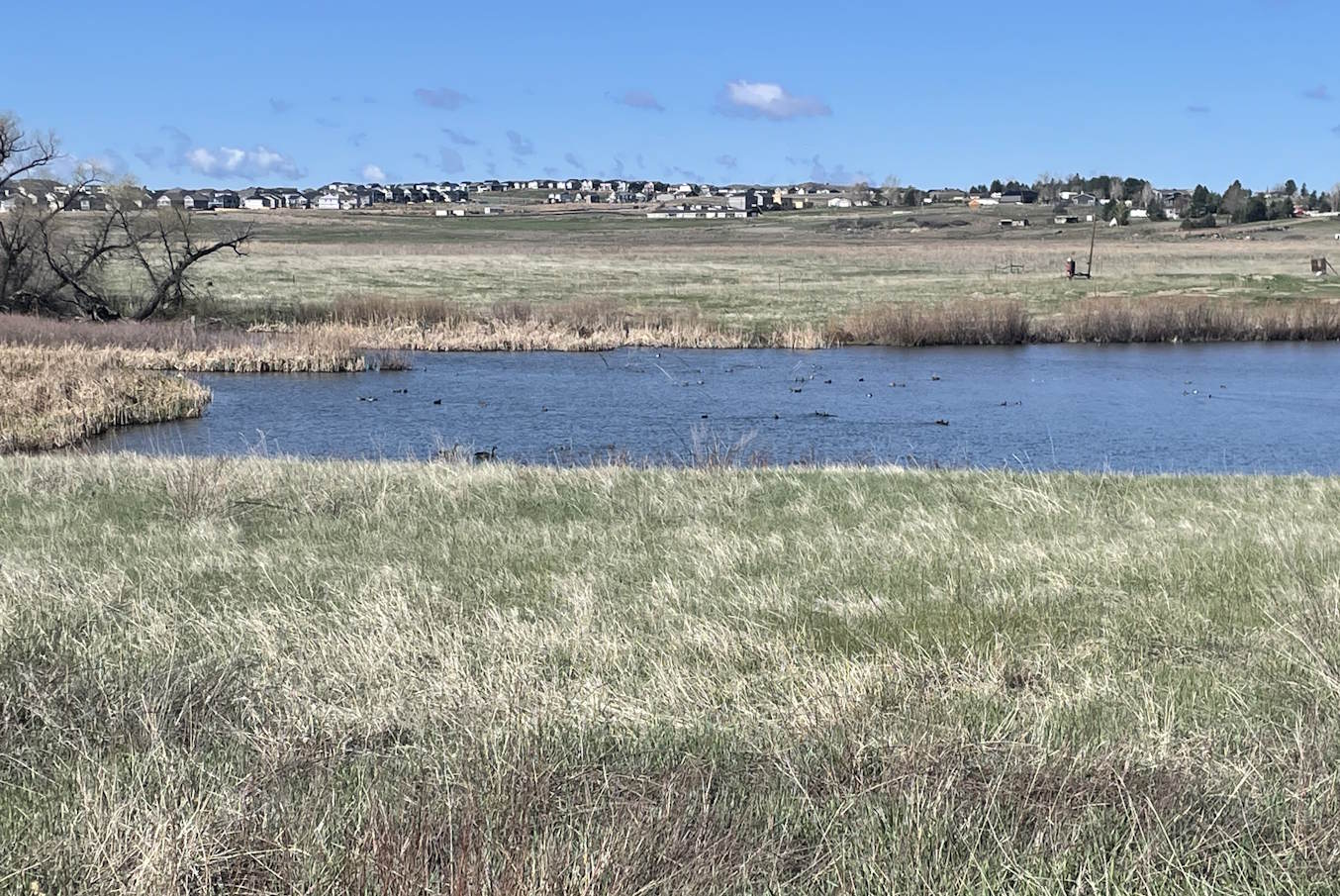 Cherry Creek Wetlands