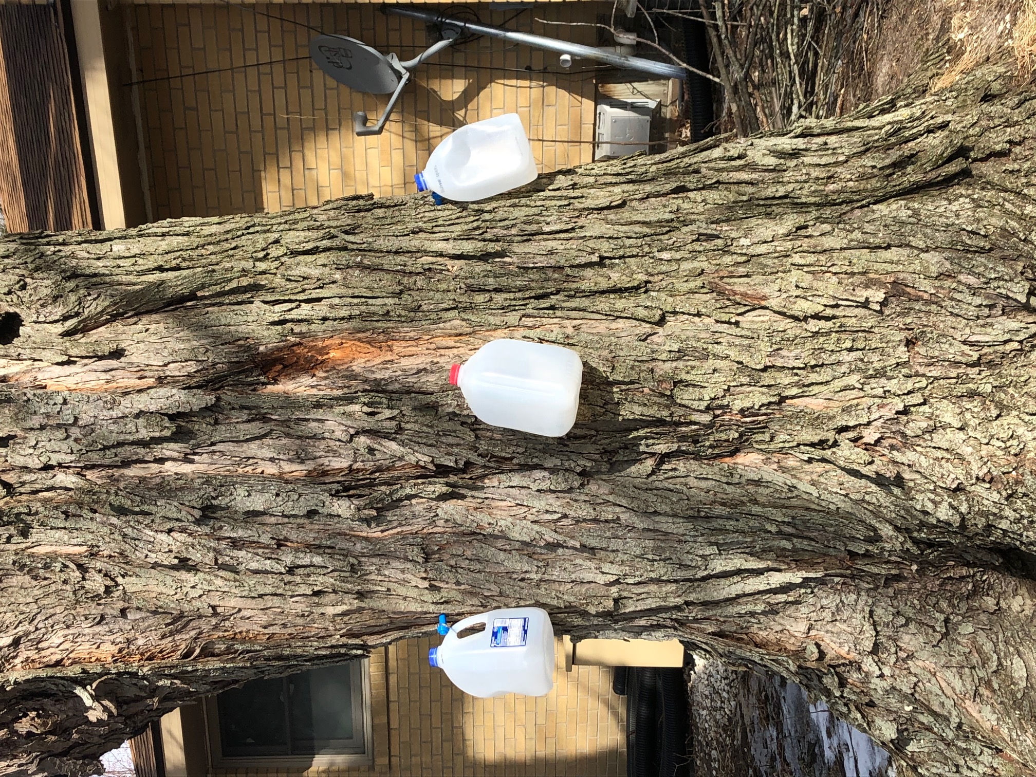 Henson's Tapped Maple Tree in Michigan